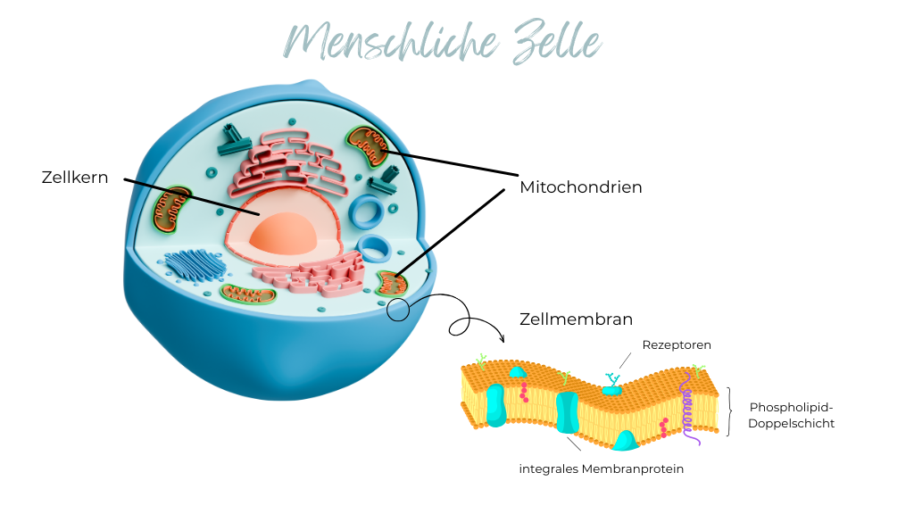 Zellen, Zellmembran, Omega-3 Fettsäuren